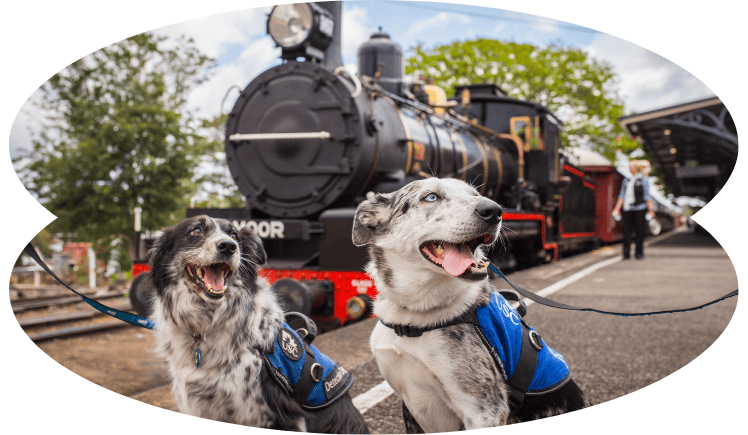 Blog Image Mary Valley Rattler (2)