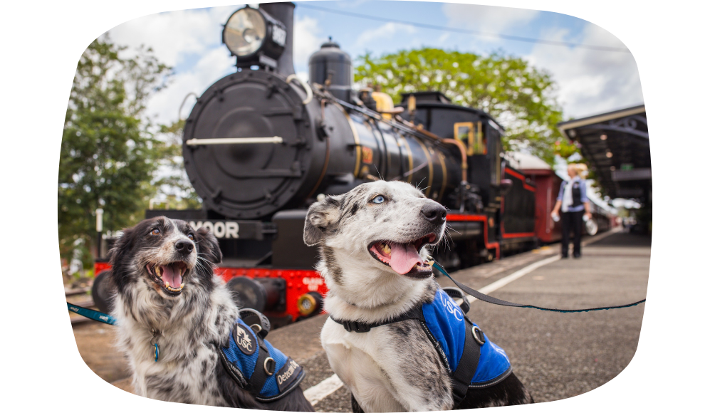 Blog Image Mary Valley Rattler