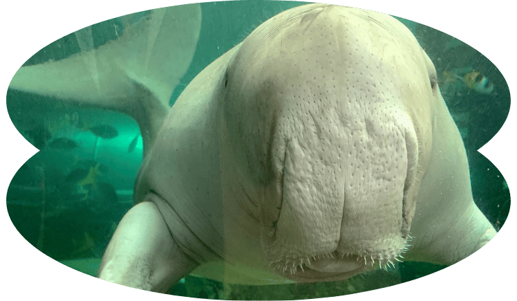 Blog Image_SeaLifeAquarium_Dugon