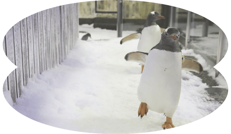 Blog Image_SeaLifeAquarium_Penguin
