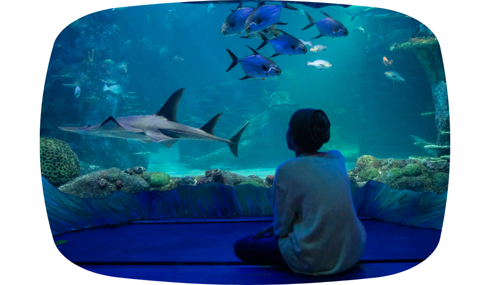 Blog Image - Sea Life Sydney