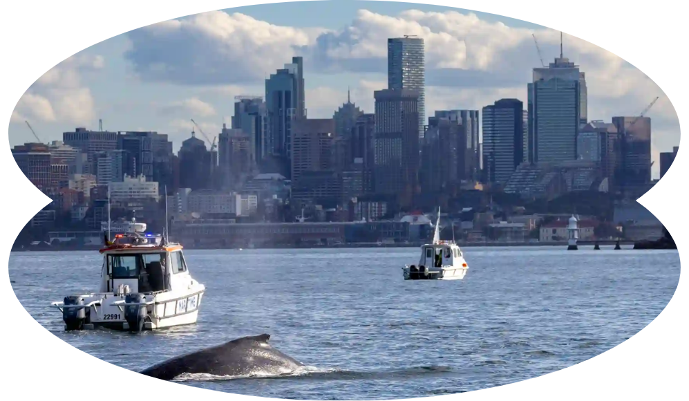 Blog Image - Whale Watching Sydney