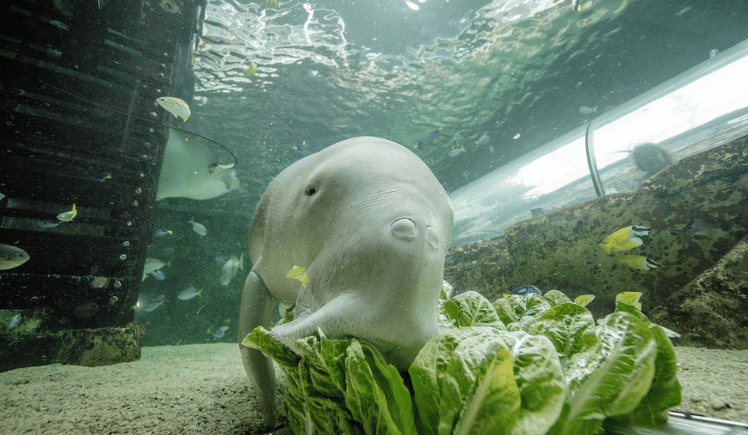 SEA LIFE Sydney Aquarium's Dugong Island Is Getting a Major Upgrade